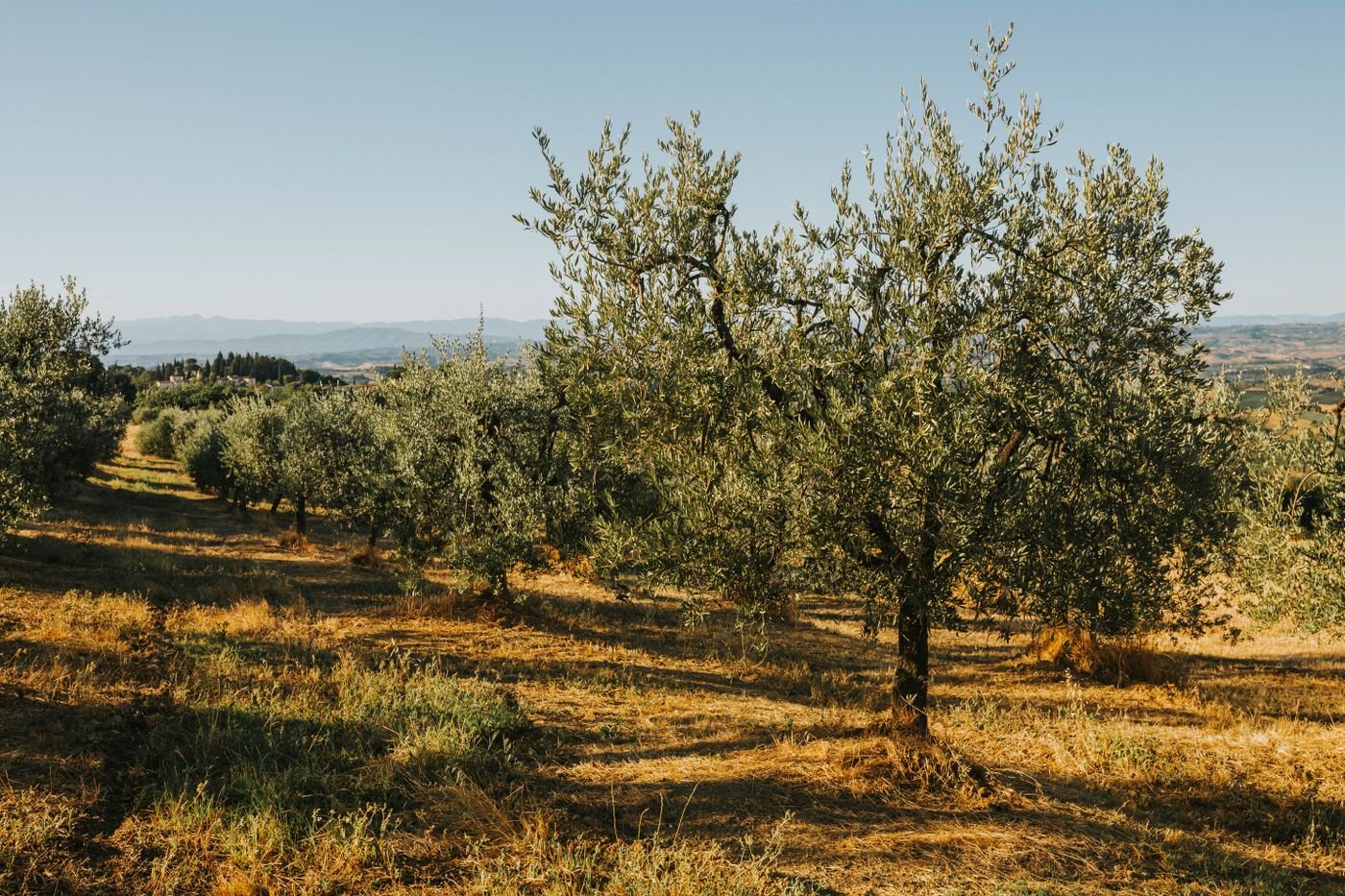 Oliveto in collina, gestione e potatura dell'olivo